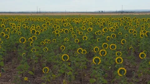 Endless Sunflower Field at Distant Horizon on a Summer Rural Farm Landscape Vidéo 340632304