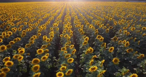 An endless sunflower field! Stock Footage 246311948