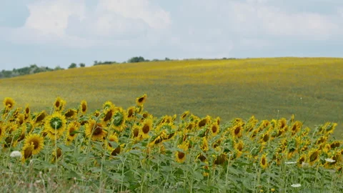 Endless Sunflower Field on a Rolling Hill under Summer Sky, Moldova Stock Footage 319650464