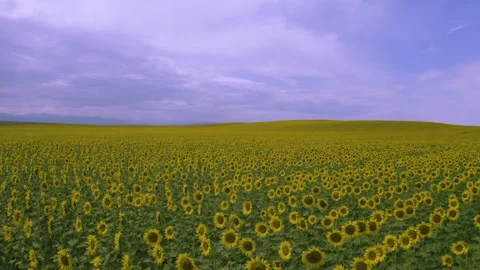 Endless sunflower fields 스톡 동영상 158468061