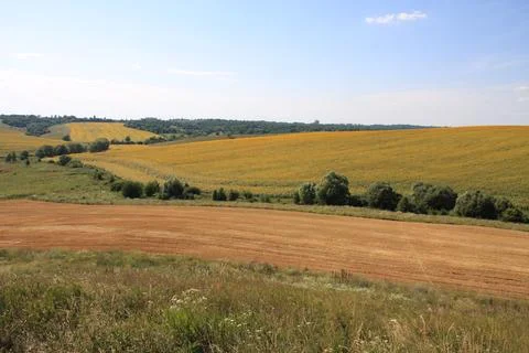 Endless Sunflower Fields on the Horizon Stock Photos