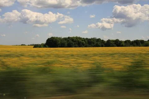 Endless Sunflower Fields with Motion Blur – Rural Landscape Stock Photos
