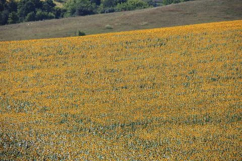 Endless Sunflower Fields Stock Photos