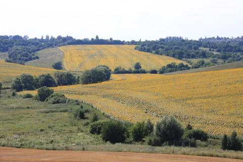 Endless Sunflower Fields Stock Photos