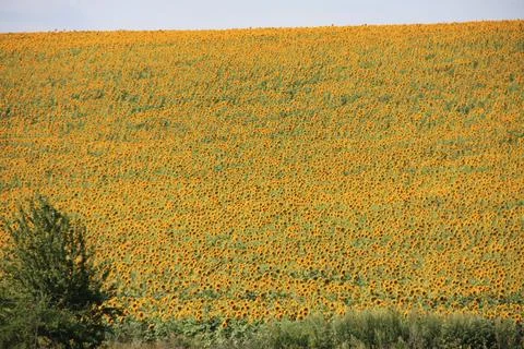 Endless Sunflower Hillside with Tree Stock Photos