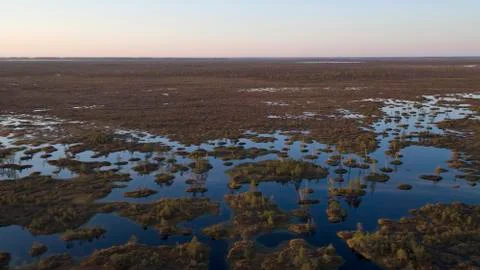 Endless Swamps Stock Photos