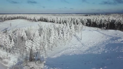 Endless trees covered in snow Stock Footage 166525045