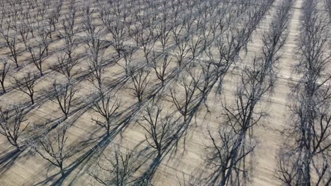 Endless Trees Stock Footage 148894491