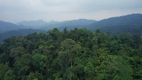 Endless Tropical Rainforest and Mountains Stock Footage 344537169