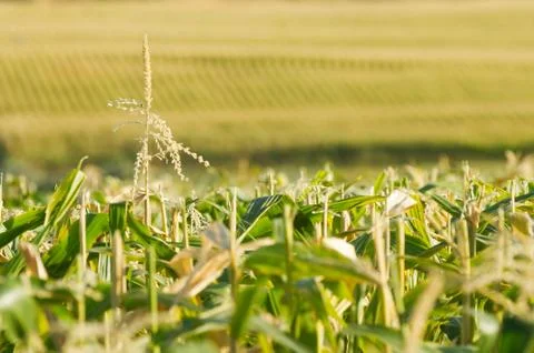 Endless view of the corn field Фото