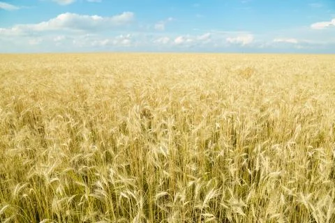 Endless wheat field. Beautiful landscape. Rich harvest. Stock Photos