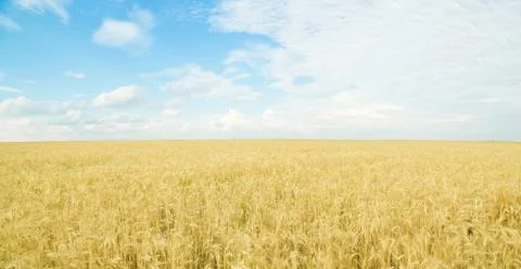 Endless wheat field. Panoramic landscape. Rich harvest. Stock Photos