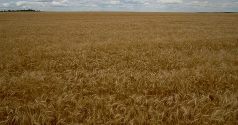 An endless wheat field under a blue sky and white clouds passing through it. Stock Footage 111587476