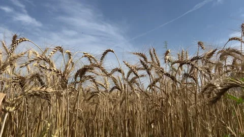 Endless Wheat Field Under Blue Sky | Peaceful Farming Scene Stock Footage 332752742