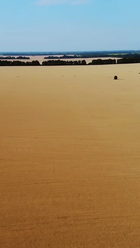 Endless wheat fields Stock Footage 323285898