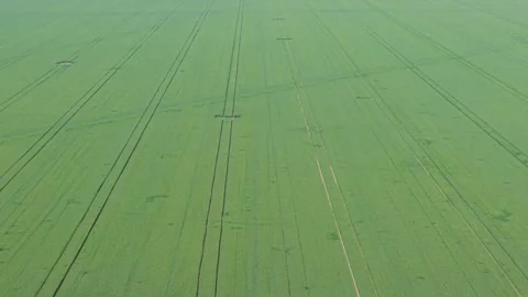 Endless Wheat Fields Rural Agricultural Landscape from Above Aerial Drone Stock Footage 310367015