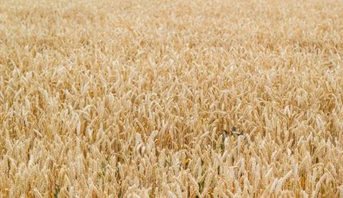 Endless Wheatfield Stock Photos