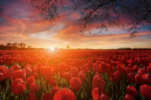 Endless white hyacinths fields at the sunset moment with a burning chaotic sk Stock-Fotos