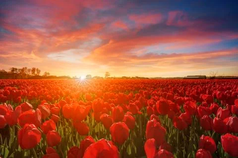 Endless white hyacinths fields at the sunset moment with a burning chaotic sk 库存照片