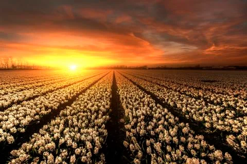 Endless white hyacinths fields at the sunset moment with a burning chaotic sk Stock-Fotos