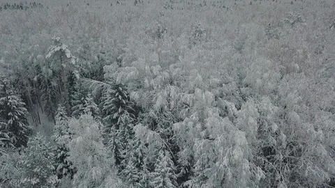 Endless Winter Forest Video stock 101006169