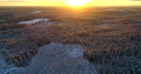 Endless winter forest at sunset, C4k aerial, drone shot, over  first snow cov Stock Footage 99869088