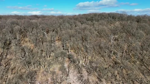Endless Winter Trees - Mountains and Valleys Stock Footage 281098158