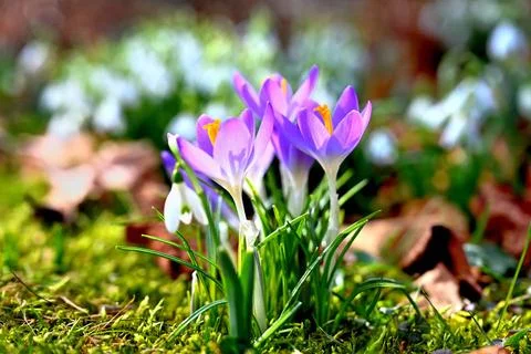 Endlich Frühjahr. Die Blüten des zart-violetten Elfenkrokus geniessen die . Stock Photos