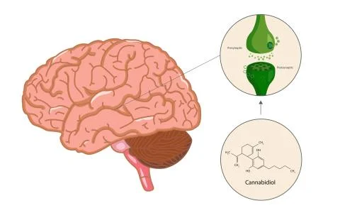 The endocannabinoid system in brain Illustrazione stock