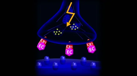 The endocannabinoid system (ECS) and action of THC (marijuana). 스톡 동영상 63124722