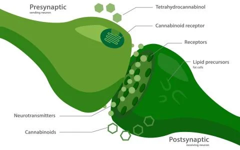 The endocannabinoid system Illustrazione stock