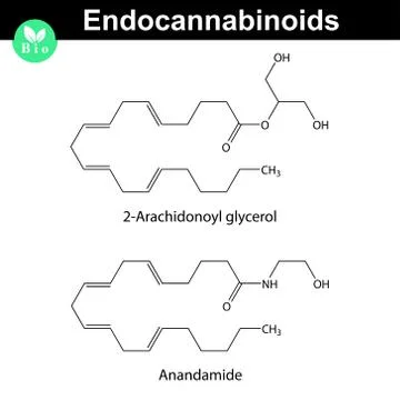 Endocannabinoids chemical molecular structures Stock Illustration