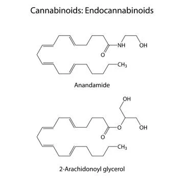 Endocannabinoids -  formulas of signaling molecules Stock Illustration