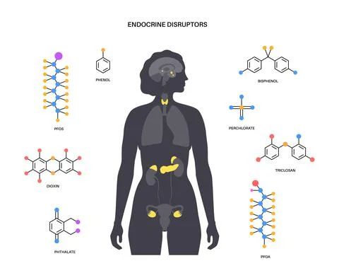Endocrine disruptors poster イラスト素材