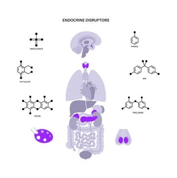 Endocrine disruptors poster Stock Illustration