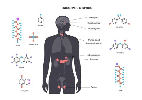Endocrine disruptors poster 库存插图