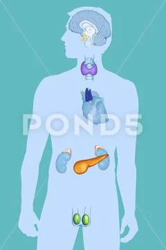 Endocrine gland, illustration Male endocrine system : epiphysis (pineal ...