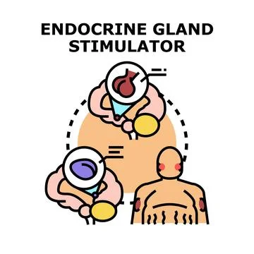 Endocrine gland stimulator activating human biological system Stock Illustration