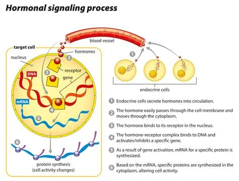 Endocrine System and Hormonal Reactions Stock Illustration