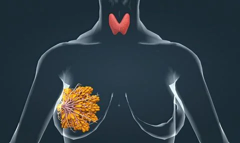 The endocrine system is a complex network of glands and organs. Illustrazione stock