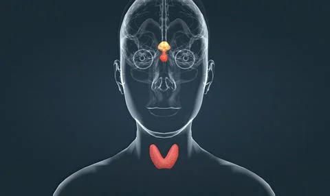 The endocrine system is a complex network of glands and organs. Illustrazione stock