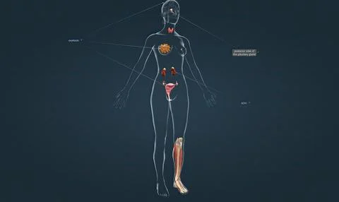 The endocrine system is a complex network of glands and organs. Stock Illustration
