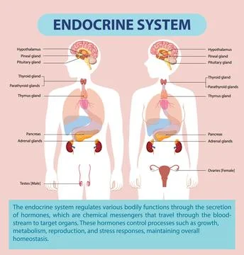 Endocrine System Diagram Stock Illustration
