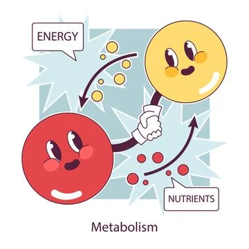 Endocrine system function. Cellular metabolism. Biochemical reaction Stock Illustration
