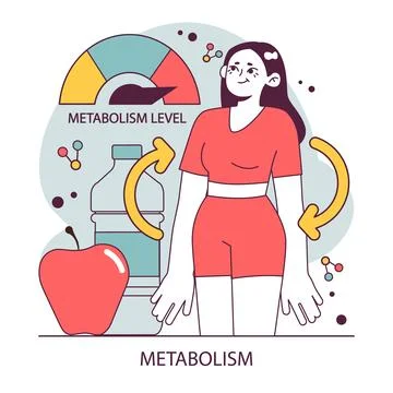 Endocrine system function. Cellular metabolism. Biochemical reaction Stock Illustration