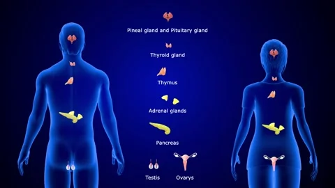 endocrine system in human body3d render Biology Diagrams