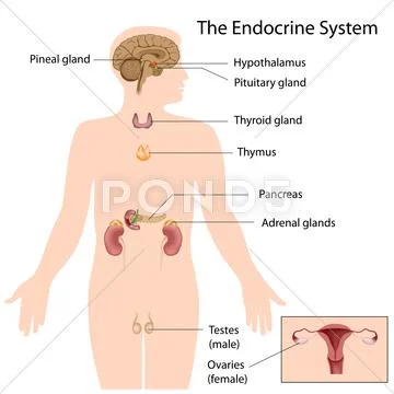 The endocrine system Stock Illustration