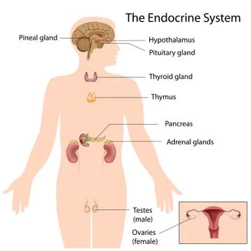 The endocrine system Stock Illustration