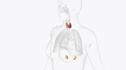 The endocrine system is made up of organs called glands Stock Illustration