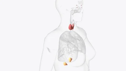 The endocrine system is made up of organs called glands Stock Illustration